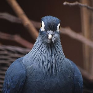 Madagascar blue-pigeon