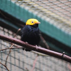 Golden-headed manakin