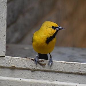 Yellow oriole