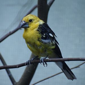Golden grosbeak