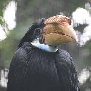 Blyth's hornbill