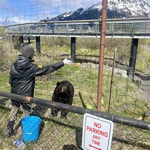 Black Bear feeding
