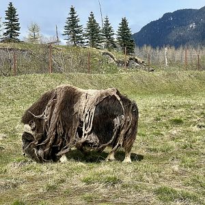 Muskox