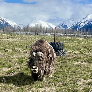 Muskox