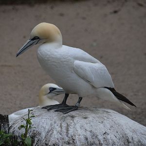 Northern gannet
