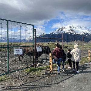 Wood Bison