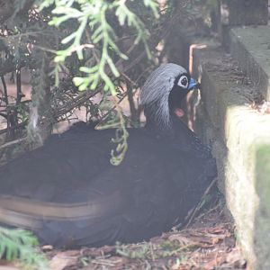 Black-fronted piping guan