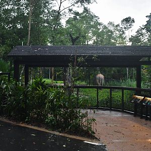 Bull Elephant Lookout