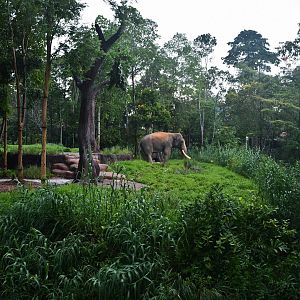 Bull Asian Elephant exhibit