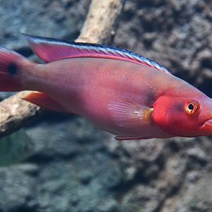 Atabo Red Pike Cichlid (Crenicichla lugubris)