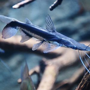 Duckbill Catfish (Sorubim lima)