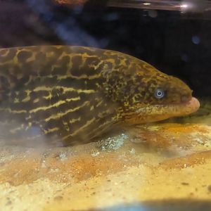 Freshwater Moray Eel
