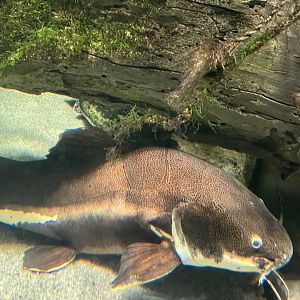 Mr. Whiskers the redtail catfish