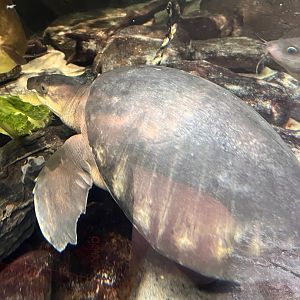 Harold the pig-nosed turtle