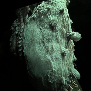 Giant pacific octopus