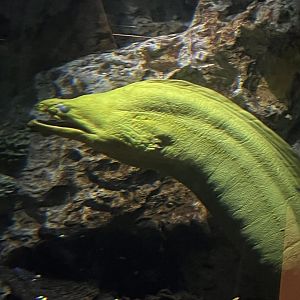 Floyd the green moray eel