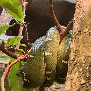 Kaa the emerald tree boa