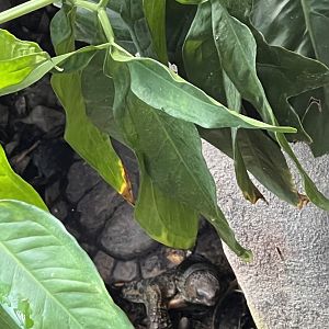 Central American wood turtle