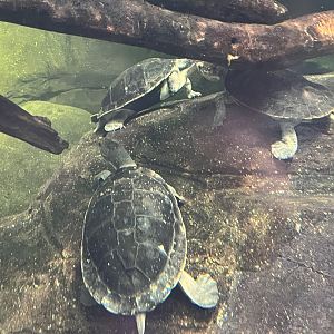 Irwin’s turtle(right) and Mary River turtles and