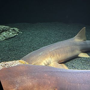 Nurse shark