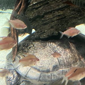 Giant South American river turtle