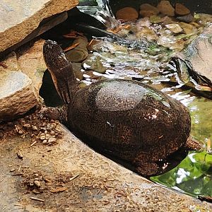 Lake Erie S&NC - Emydoidea blandingi