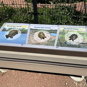 Native Turtle Models