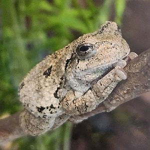 Lake Erie S&NC - Dryophytes versicolor
