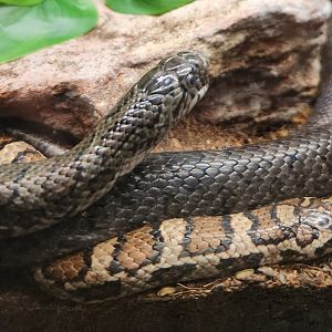 Lake Erie S&NC - Lampropeltis triangulum triangulum