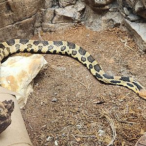 Lake Erie S&NC - Pantherophis vulpinus (gloydi)