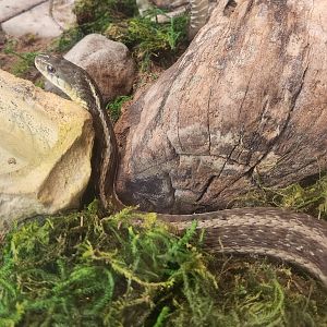 Lake Erie S&NC - Thamnophis sirtalis sirtalis