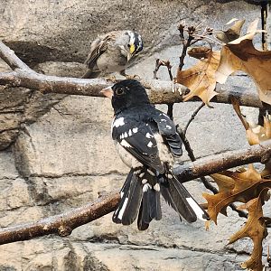 Lake Erie S&NC - Rose-breasted Grosbeak & White-throated Sparrow