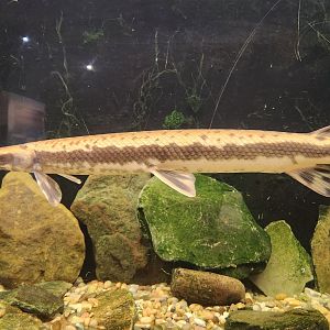 Lake Erie S&NC - Gar