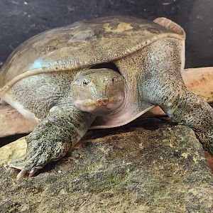 Lake Erie S&NC - Apalone spinifera