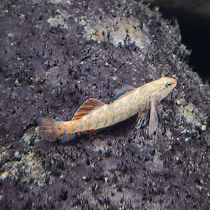Lake Erie S&NC - Rainbow Darter