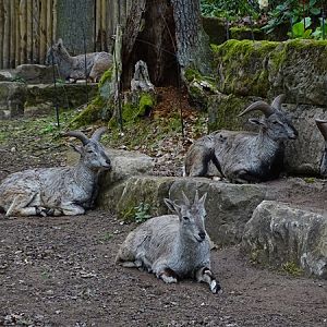 Himalayan blue sheep (Pseudois nayaur)