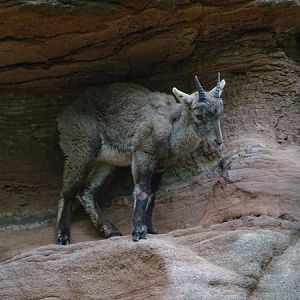 Alpine ibex (Capra ibex)