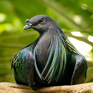Nicobar pigeon : Cotswold WP : 09 May 2024