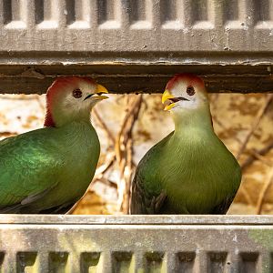 Red-crested turaco : Cotswold WP : 09 May 2024
