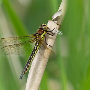 Hairy dragonfly, wild, UK