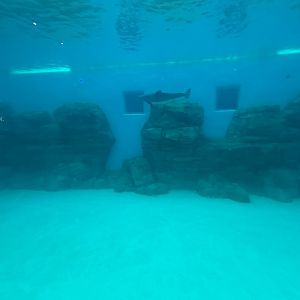 Bottlenose Dolphin Exhibit - Seven Seas