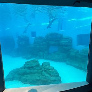 Bottlenose Dolphin Exhibit - Seven Seas