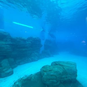Bottlenose Dolphin Exhibit - Seven Seas