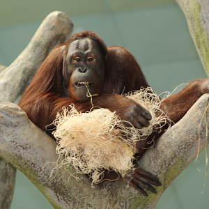 Bornean Orangutan