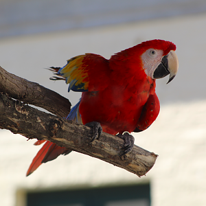 Scarlet Macaw