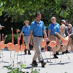 Flamingo Walk