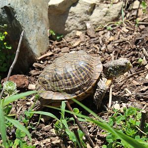 Ornate Box Turtle