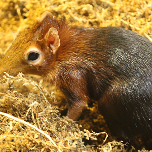 Black and Rufous Sengi
