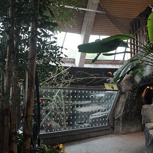Current Toco Toucan Exhibit