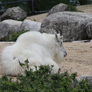 Mountain goat - Open Range